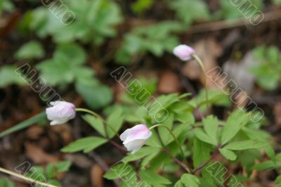 spring flowers