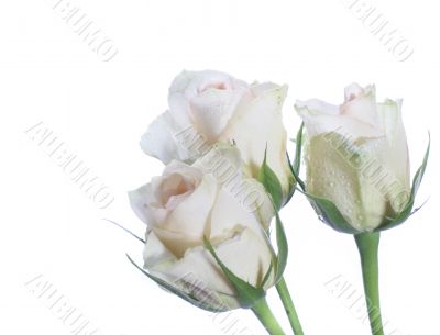 fresh  roses  for your love