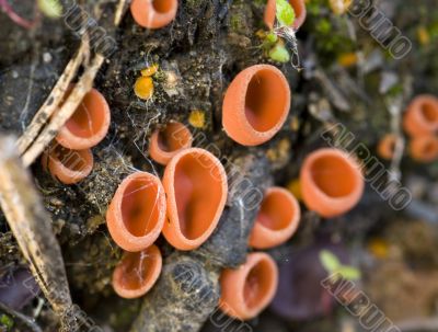 Red lichen