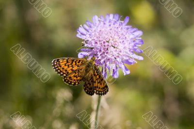 The butterfly on a flower