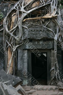 Tha Prohm, Angkor, Cambodia