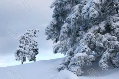 big and small trees covered with snow