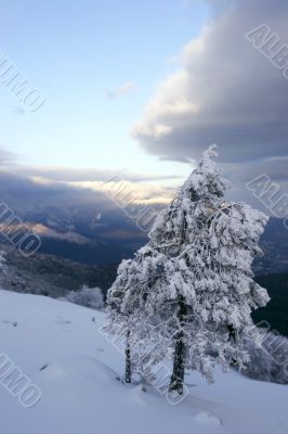 pine tree covered with snow