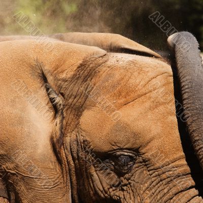 Elephant Dirt Bath