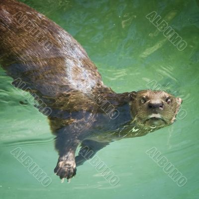 River Otter