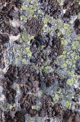 Rock with a black lichen