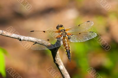 Bright dragonfly