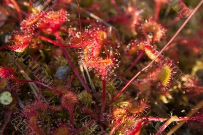 Thrickets of a sundew