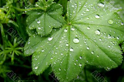close up of green leaves with water drops