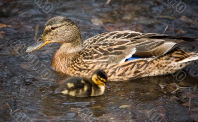 Duck and its nestling