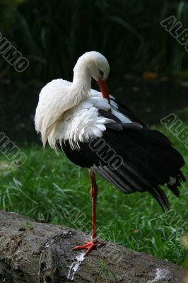 white stork