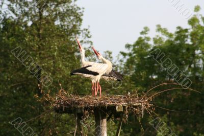 white stork