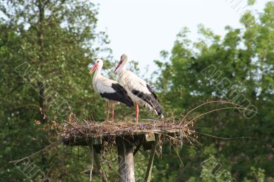 white stork