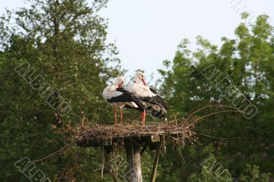 white stork