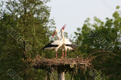 white stork
