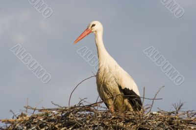 white stork