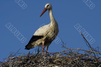 white stork