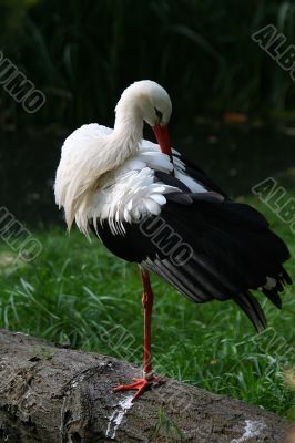 white stork