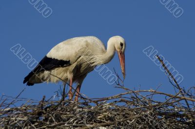 white stork