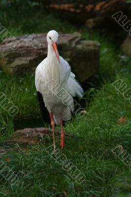 white stork