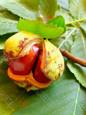 chestnut