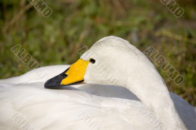 Swan (Cygnus bewickii)
