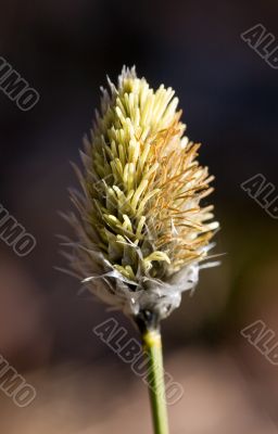 Sedge