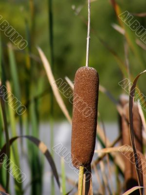 Cattail