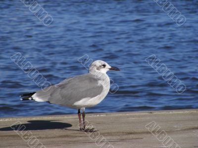 seagull