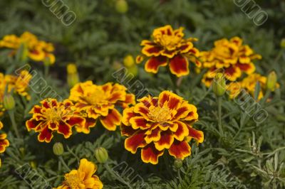 Marigolds