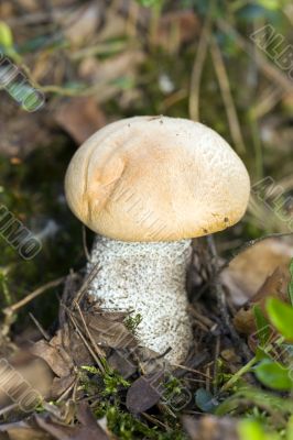 orange-cap boletus
