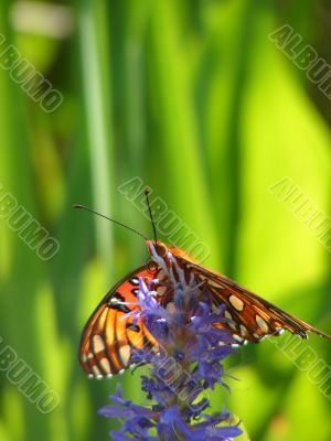 closeup Gulf Fritillary