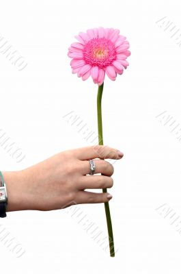 beautiful daisy - giving flower