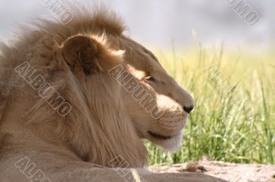 lion portrait