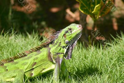 iguana