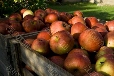 Red apple