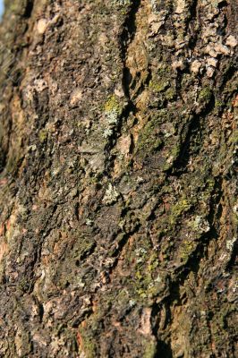 Texture