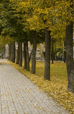 Autumn tree