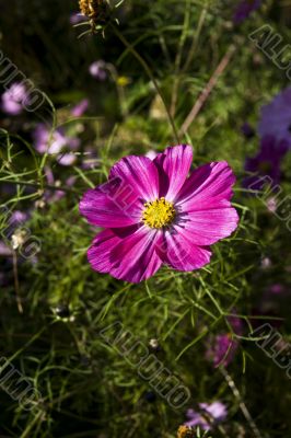 Pink flower