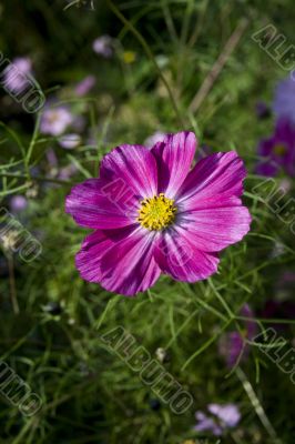 Pink flower