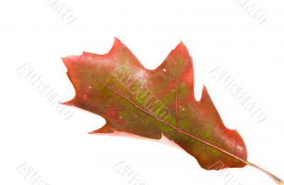 Oak leave