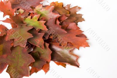 Autumn foliage