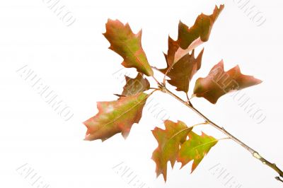 Oak branch