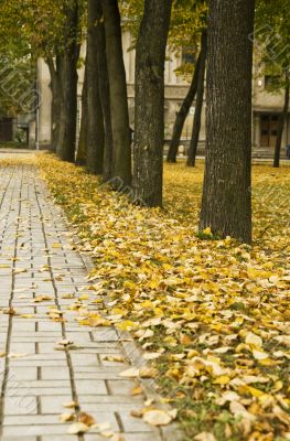 Autumn colors