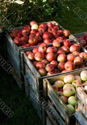Red apple