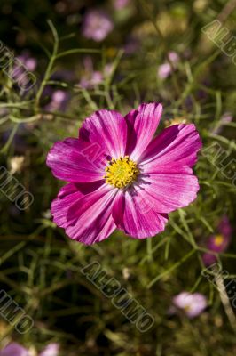 Pink flower