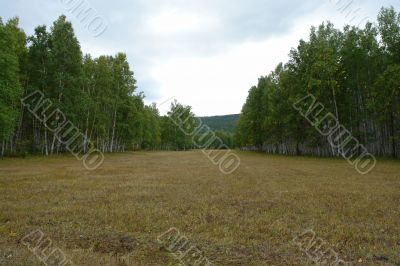 New-mown field and birchwood