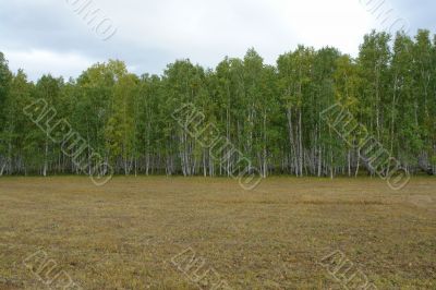 New-mown field and birchwood.