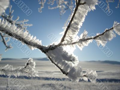 Frosty branch