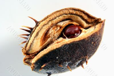 Chestnut at autumn